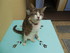 Portrait des chats