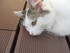 Les chats de Louise