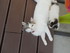 Les chatons et les fleurs