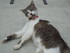 Simba, le chef des chats