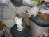 Simba, le chef des chats