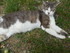 Simba, le chef des chats