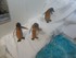 Zoo en cucurbitacées à Saint