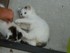 Les chats et chatons très cal