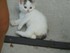 Les chats et chatons très cal