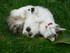 Les chats et chatons très cal