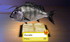 Les poissons en RA n°2