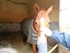 Visite du haras à Hennebont (