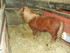 Visite du haras à Hennebont (
