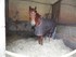Les chevaux