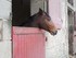 Les chevaux