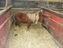 Les chevaux