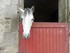 Les chevaux