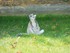 Les lémuriens ou Le maki Catt