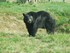 L'ours Baribal