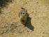 Le Suricate