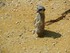 Le Suricate