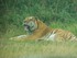 Le tigre