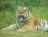 Le tigre