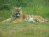 Le tigre