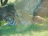 Le tigre
