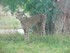 Le guépard