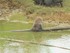 Le macaque rhésus