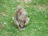 Le macaque rhésus