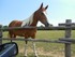 Le cheval Pinto