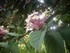 La Reine des fleurs (par Anaë