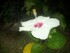 Belles fleurs tropicales des A