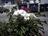 Belles fleurs tropicales des A