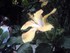 Belles fleurs tropicales des A