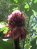 Belles fleurs tropicales des A