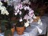 Belles fleurs tropicales des A