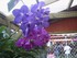 Belles fleurs tropicales des A