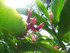 Les fleurs tropicales des Anti
