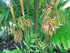 Les fleurs tropicales des Anti
