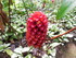 Les fleurs tropicales des Anti