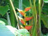 Les fleurs tropicales des Anti