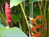 Les fleurs tropicales des Anti