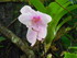 Les fleurs tropicales des Anti