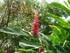 Les fleurs tropicales des Anti