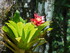Les fleurs tropicales des Anti