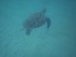 Nager avec une tortue (en Mart