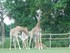 La Girafe (Giraffa cameloparda