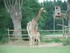 La Girafe (Giraffa cameloparda
