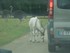 L'Addax