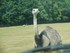 Le Nandou (Rhea americana)