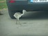 Le Nandou (Rhea americana)